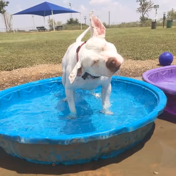 Hogan's Dog Run photo 1